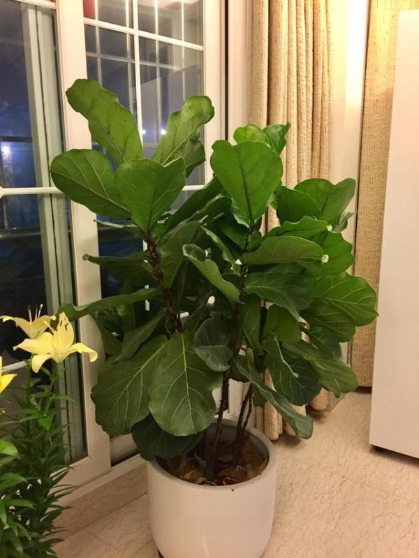 7種漂亮花，壽命長，顏值高，好養活，客廳養一盆，好看又大氣