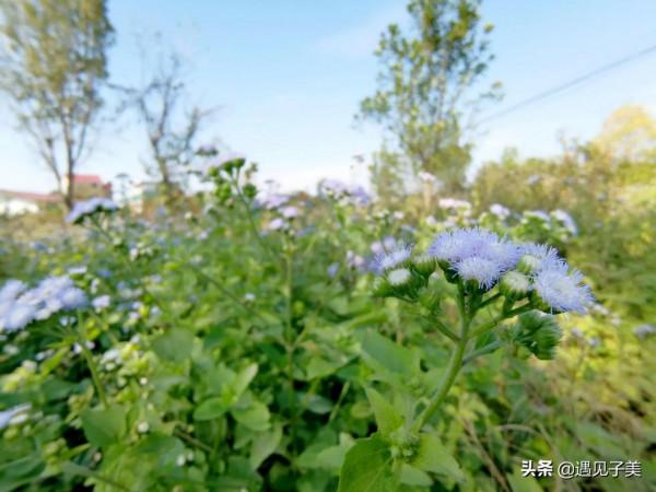 散文:冬日清歡,遇見美好 散文:冬日清歡,遇見美好