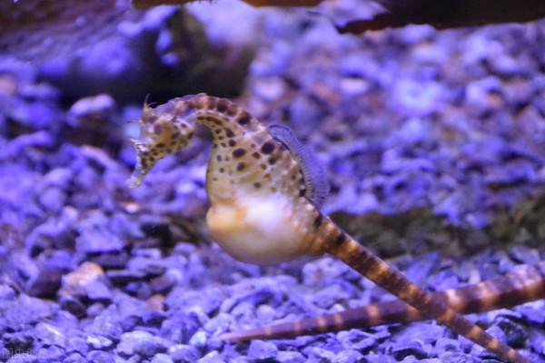 我愛大自然#海馬