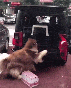 最後一隻塔斯馬尼亞虎，U-118潛艇擱淺顯真容，森林湖泊裡的怪魚