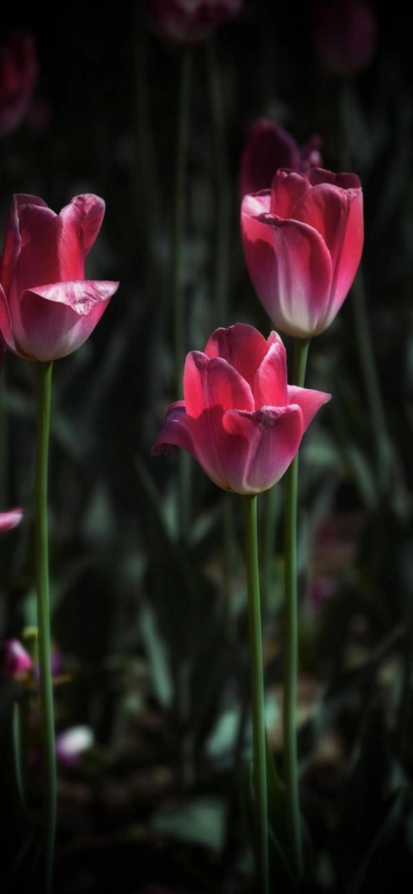 情侶園的鬱金香