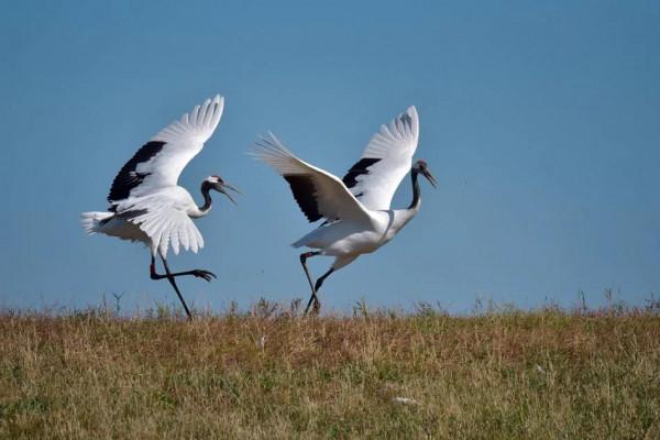 分享圖片一一比翼雙飛鳥