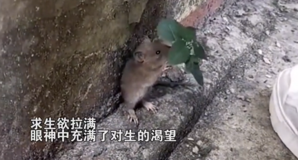 男子在牆角遇見1只老鼠，卻不由被逗樂了：這也太可愛了吧？