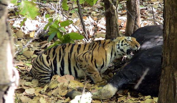 高度獨居的老虎,懷孕之後如何解決食物問題?三大策略輕鬆應對 高度獨居的老虎,懷孕之後如何解決食物問題?三大策略輕鬆應對