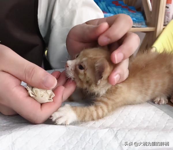 可憐小貓流浪街頭，路邊病倒無依無靠，女子第一次撿貓就成鏟屎官