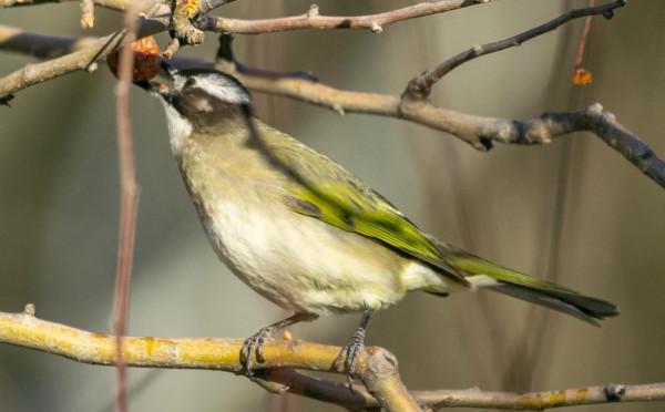 又到拍鳥的季節