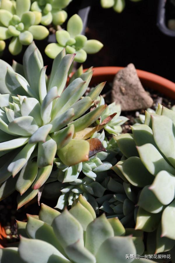 多肉常見問題：化水、黑腐、病蟲害，大家發圖，我來診斷和治療