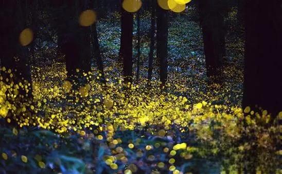 螢火蟲為什麼會發光,螢火蟲發光原理揭秘 螢火蟲為什麼會發光,螢火蟲發光原理揭秘