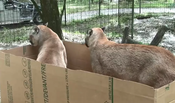 貓咪喜歡紙箱,那大貓呢?8種大型貓科動物實測,結果太可愛 貓咪喜歡紙箱,那大貓呢?8種大型貓科動物實測,結果太可愛