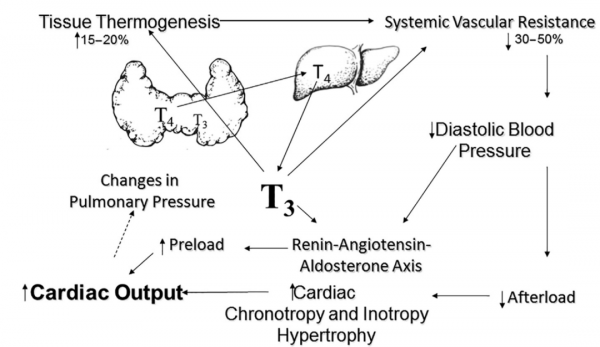 甲狀腺功能與心衰預後密切相關,該如何治療? 甲狀腺功能與心衰預後密切相關,該如何治療?
