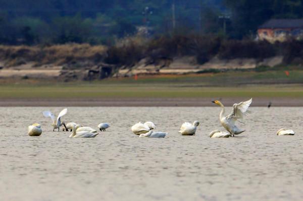 候鳥抵達 請查收來自鄱陽湖的自然之美