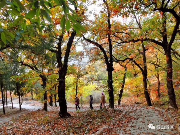 週末好去處，賞秋網紅打卡地！
