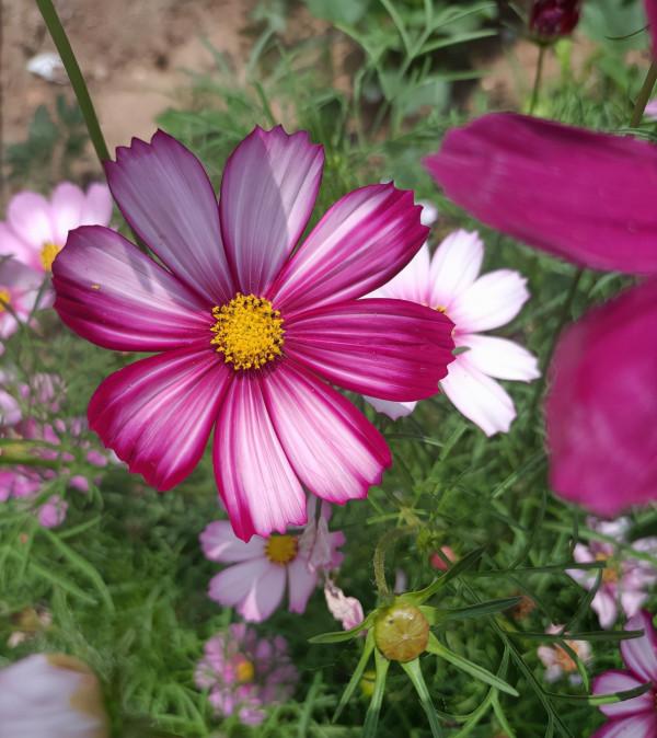 5種花,光聽名字就很美,看到實物後,網友感嘆:名不虛傳 5種花,光聽名字就很美,看到實物後,網友感嘆:名不虛傳