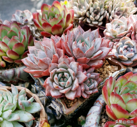 養藍鳥就要露養，透過對比，長期在室外粗放的藍鳥狀態更好