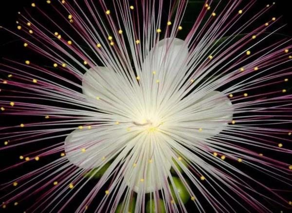 分享圖片——炫美的濱玉蕊花