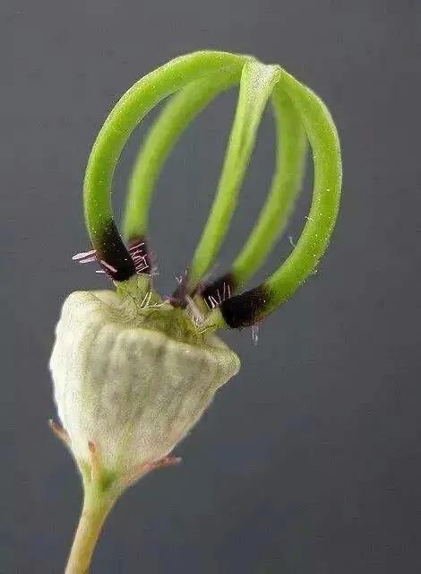 發現不一樣的花草，領悟大自然的奇妙