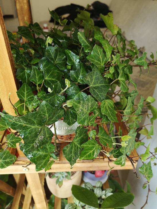 讓衛生間也變小花園的方法，關鍵在這3種花，還有淨化空氣效果