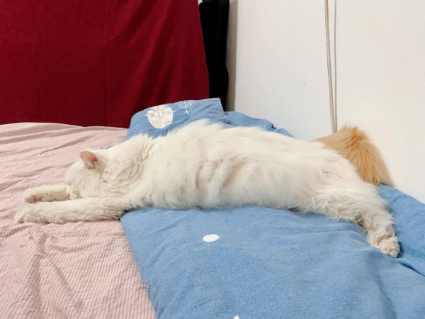 “貓條”好吸嗎? “貓條”好吸嗎?