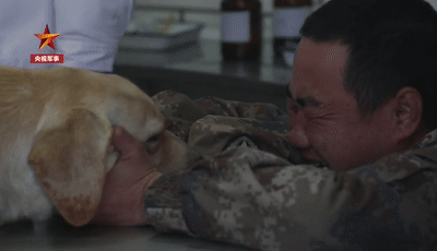英雄離去，功勳軍犬患癌即將離世，鐵骨軍人懷抱愛犬痛哭流淚