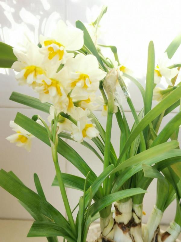 一盆盛開的蝴蝶蘭花