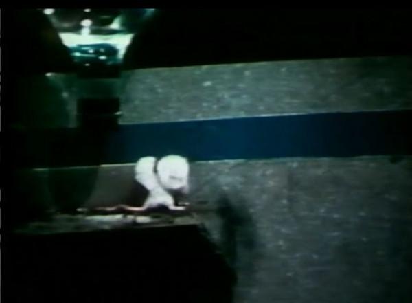 在人造“天堂”裡,老鼠560天后走向滅亡,這就是安逸的結局? 在人造“天堂”裡,老鼠560天后走向滅亡,這就是安逸的結局?