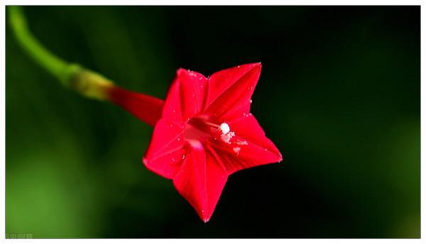 五角紅星花——蔦蘿松