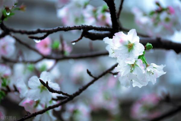 人生,有一種境界叫,真善美 人生,有一種境界叫,真善美