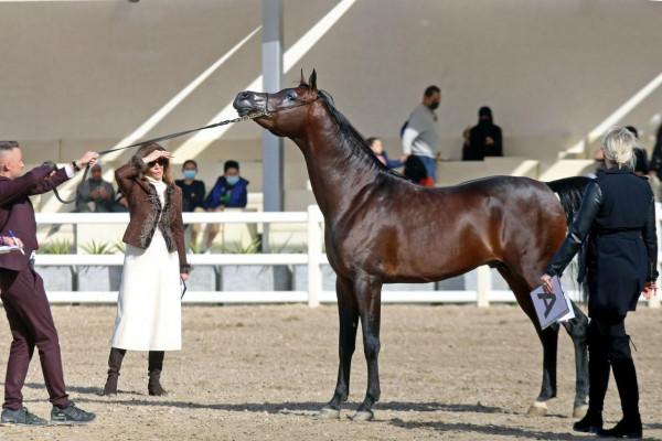 科威特舉行&OpenCurlyDoubleQuote;阿拉伯馬節&rdquo;