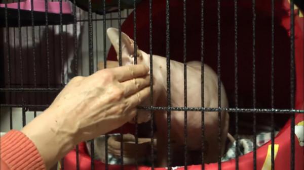 無毛貓對主人無差別攻擊,全家人都不敢靠近喵:現在脾氣太差了 無毛貓對主人無差別攻擊,全家人都不敢靠近喵:現在脾氣太差了