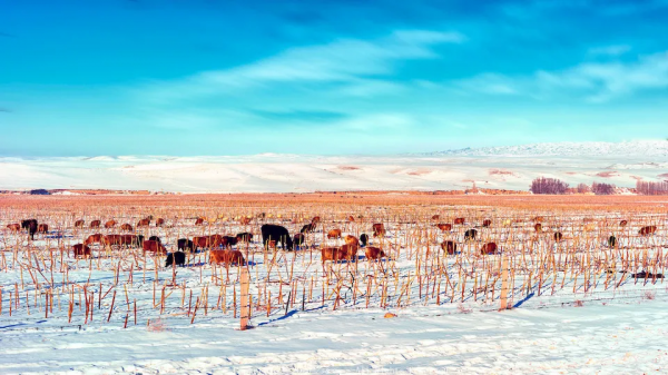冬天新疆的美，被忽略了這麼多年