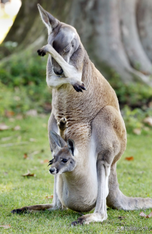 27種動物照片大集合,出生不久的小刺蝟長成這樣,大自然真神奇 27種動物照片大集合,出生不久的小刺蝟長成這樣,大自然真神奇