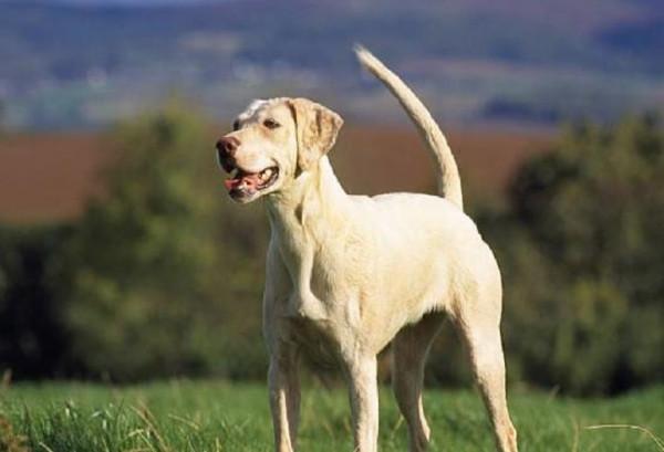 二郎神的哮天犬是什麼品種,真相與你印象中的神犬差異巨大 二郎神的哮天犬是什麼品種,真相與你印象中的神犬差異巨大