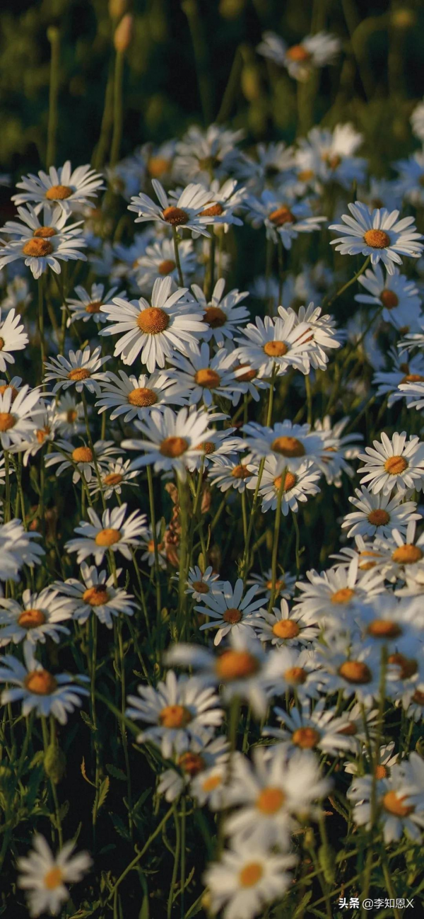 桌布上，我在橋上看風景