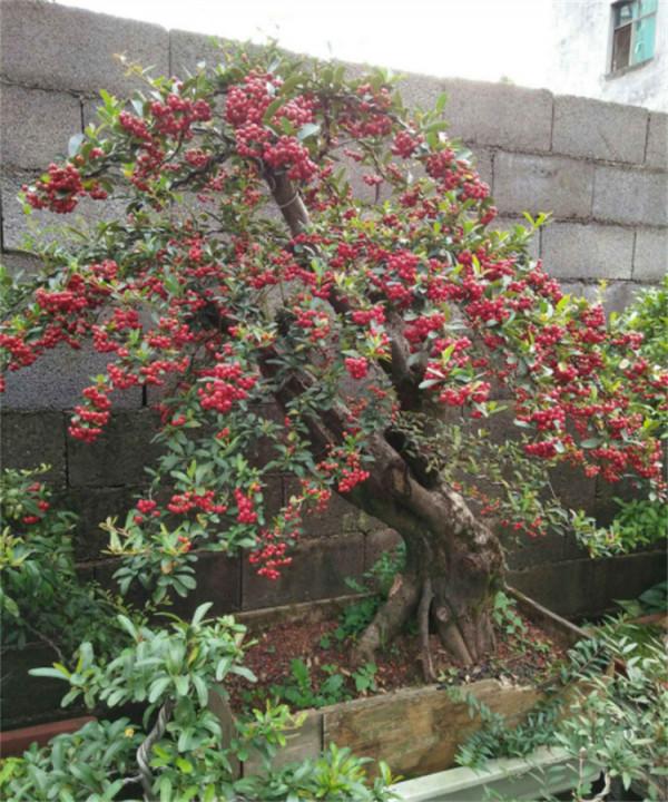 去年山上挖根“黑木樁”，養個1年時間改頭換面，成吉祥果樹盆景