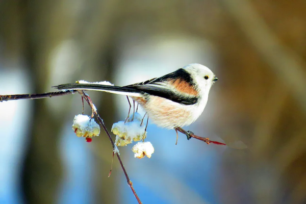 冬至——陰極之至，陽氣始生，日南至，日短之至，日影長之至