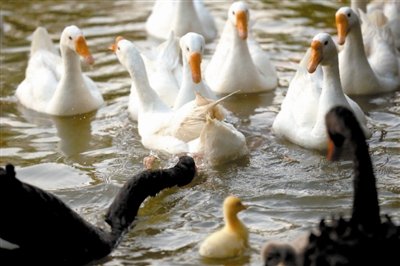 可愛“多彩”的天鵝一家