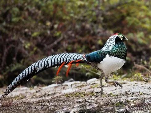 分享圖片：比鳳凰還美麗的鳥三十多款