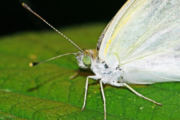 用這幾種方法給青菜治蟲，不用打農藥，省錢又安全