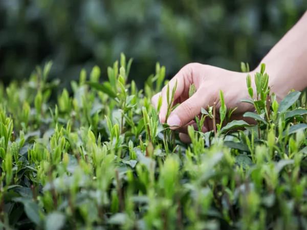 茶葉中的茶氨酸是什麼,它的保健功效又有哪些? 茶葉中的茶氨酸是什麼,它的保健功效又有哪些?