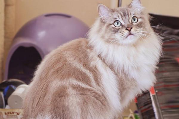 貓咪品種介紹大全！我們應該怎麼選擇適合自己的貓咪？