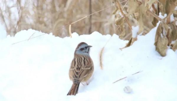 你見過“灰眉巖鵐”在雪中是怎麼覓食的嗎？