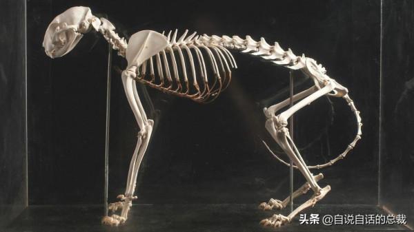 液體貓咪之謎：為什麼說貓都是液體？這竟然是被證明過的科學結論