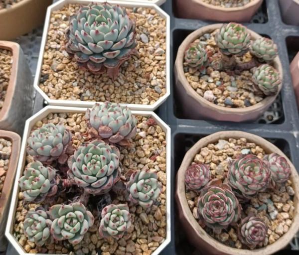 這幾種多肉非常容易爆盆,不知不覺一大盆,非常有成就感 這幾種多肉非常容易爆盆,不知不覺一大盆,非常有成就感