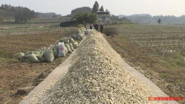 廢棄桑枝變廢為寶成&OpenCurlyDoubleQuote;藥材&rdquo;，療效多