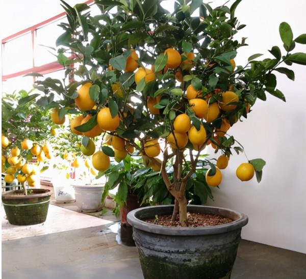 3種“養人樹”，漂亮有香味，能吃能觀賞，建議至少養一種