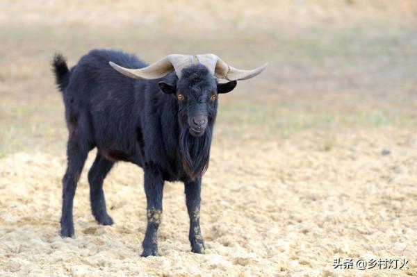 努比亞黑山羊有哪些優點和缺點？養殖前景怎麼樣？