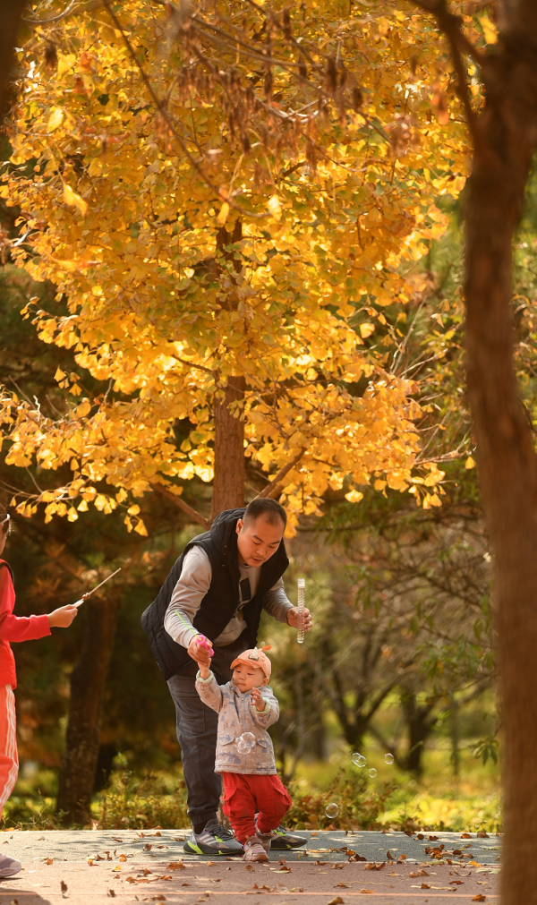 彩葉和笑容同輝！看娃娃們如何抓住“秋天的尾巴”