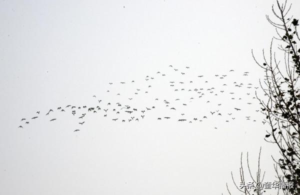 機耕田上空現群雁飛舞 場面壯觀