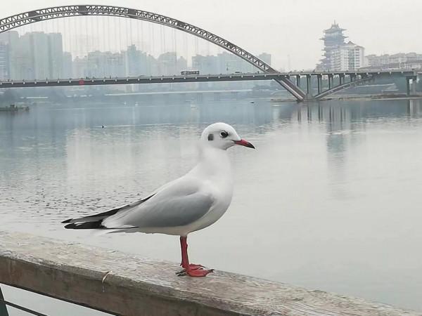 又見紅嘴鷗 又見紅嘴鷗