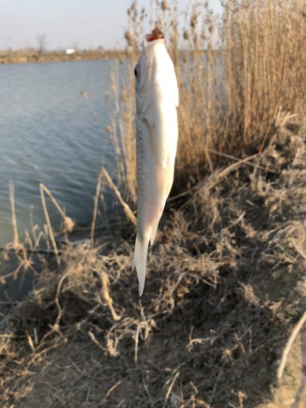 冰封天凍又何妨，漁者之樂有鯽相伴